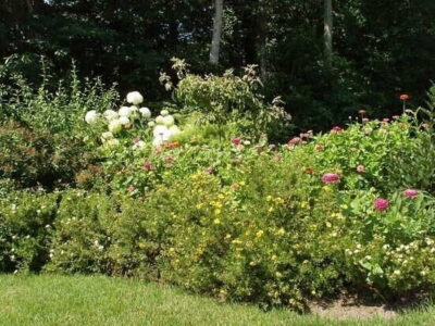 Saving Flower Seed for Custom Beauty and Resilience Image